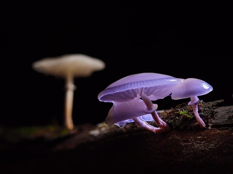 Magical Mushroom