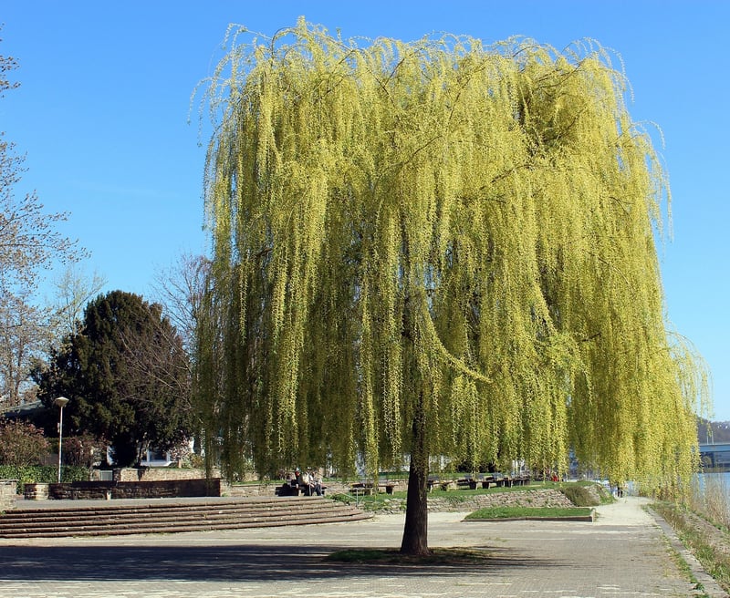 Willow Tree